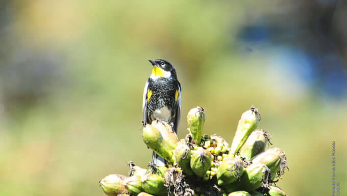 Aviturismo de un Goldman warbler en Huehuetenango