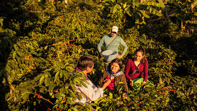 Tour de café en Todos Santos Cuchumatán