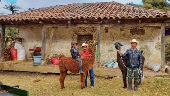 Ovejas y llamas