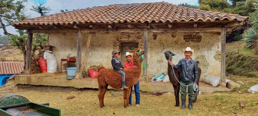 Ovejas y llamas de la Sierra